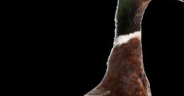 Duck1172