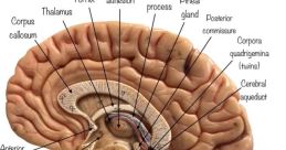 Brain Is it's original voies