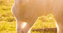 Jsheep
