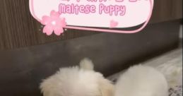 Grace - Maltese Female