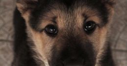 Shut it up dog