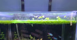 3Gal