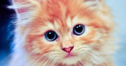 Cute Cat