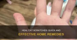 Kitten (Scratch)