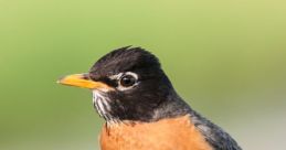 Robin!
