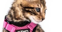 Mewo
