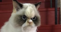 Mewo Angry