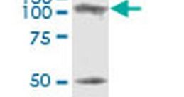 Sage1 Sage valorant