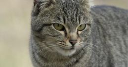 Catcata