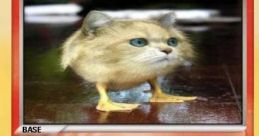CatDuck