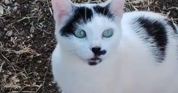 Meowsson