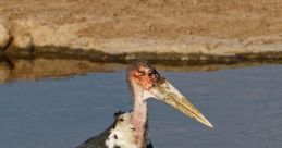 Marabu 2
