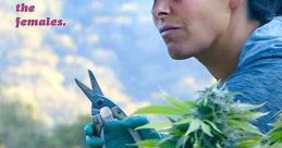 Lady Buds (2021) After the widely praised decision to legalize marijuana in California, six courageous women come out of
