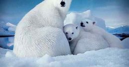 To the Arctic (2012)