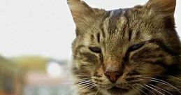 Kedi (2016) A profile of an ancient city and its unique people, seen through the eyes of the most mysterious and beloved