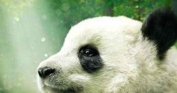 Pandas (2018) In the mountains of Sichuan, China, a researcher forms a bond with Qian Qian, a panda who is about to