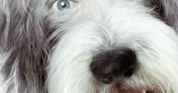 The Shaggy Dog (2006)