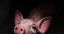 Pignorant (2024)