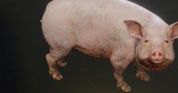 Pih Pih Original track Big Pig Original track Pih - Big Pig - Video Game