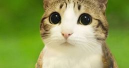Adorable Meowl the kitty with wide eyes, blending features of a cat and owl, set against a vibrant green background.