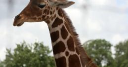 The Woman Who Loves Giraffes (2018)