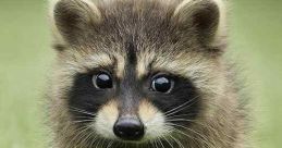 The Secret Lives of Animals (2024)