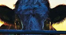 Cowspiracy: The Sustainability Secret (2014) Follow the shocking, yet humorous, journey of an aspiring environmentalist, as