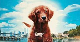 Fluke (1995)