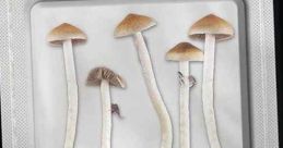 Magic Medicine (2018) In 2012 a team of medical researchers asked themselves, "what would happen if we gave psilocybin (magic