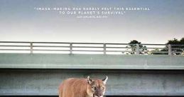 Path of the Panther (2022) A once-in-a-lifetime sighting triggers a deep dive into the uncharted world of the Florida