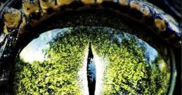 The Bayou (2025)