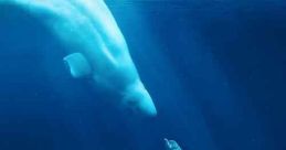 A Plastic Ocean (2016)