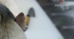 Pufferfish Eating A Karit