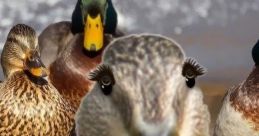 Duckanimals Effects