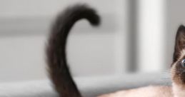Siamese Cat Meow