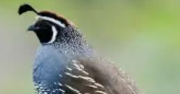 California quail perched on a wooden fence post, showcasing its distinctive plumage and unique profile against a blurred background.