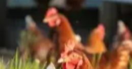 Brown chickens grazing in green grass, showcasing a natural farm setting and the life of backyard poultry.
