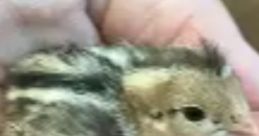 Cute baby bird resting in a hand, showcasing playful nature and unfinished feathering. Perfect for animal lovers!