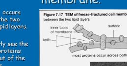 Membrans FX
