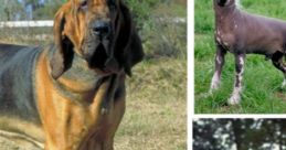 Dog (Misc Voice, Cepstral)