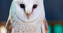 Peqc Animal Effects