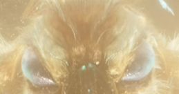Mothra (GxK)
