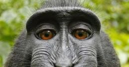 Frank The Monke