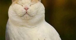 Meowl Right