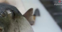 Pufferfish Eating Carrot
