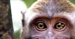 Nicemudhut Monkey ******