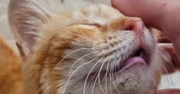 Fammi Toccare La Gattina