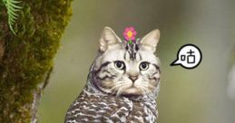 Meowl Meowl. Meowlitos. Baby Meowls