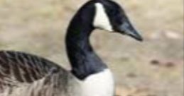 Mr. Goose (Mario And Luigi Show)