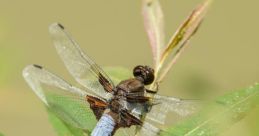 Fly Fly and effects to download and play.